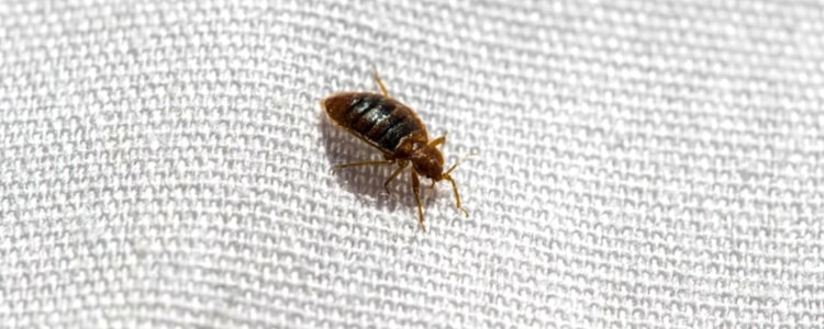 Bed-bug Pest Control