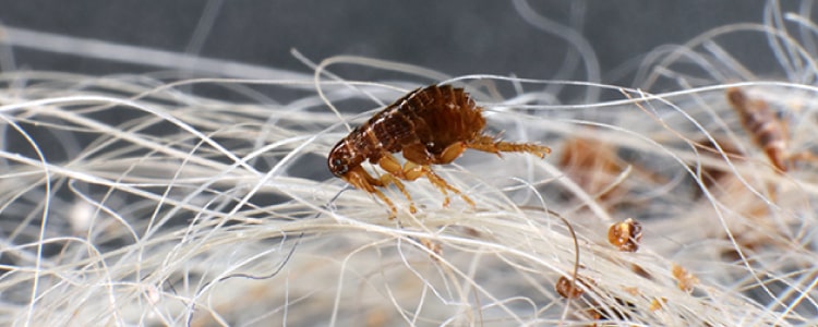 flea control hornsby